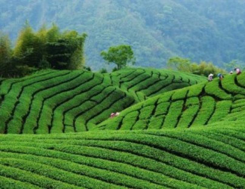 Qu'apporte le thé vert ?  Est-il possible de boire du thé vert tous les jours, est-ce nocif ?  Quels sont les avantages et les inconvénients du thé vert pour les hommes ?