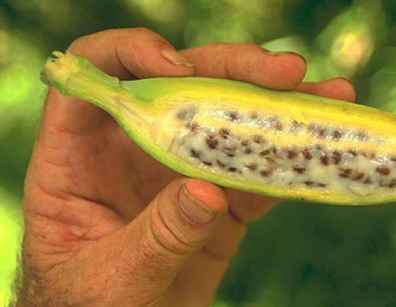 Les plus grosses bananes du monde.  Qu'est-ce qui est plus sain : une petite banane ou une grosse ?  Gros fruits exotiques