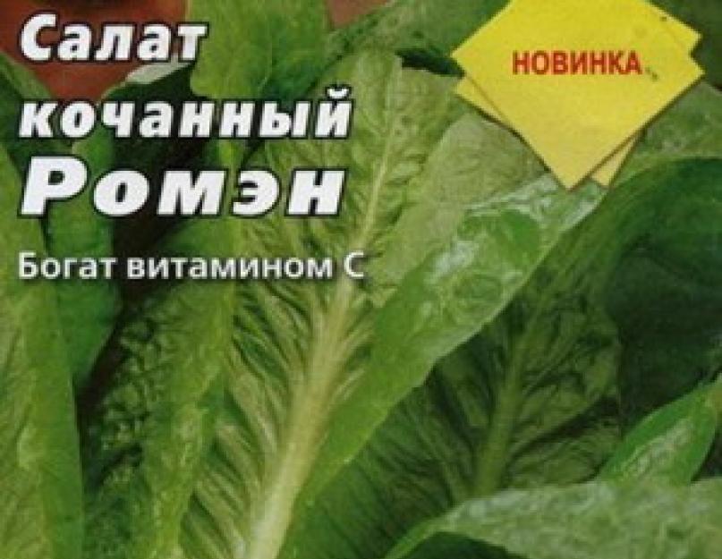 После чего сажать салат в открытый грунт. Салат посадка и уход в открытом грунте под зиму