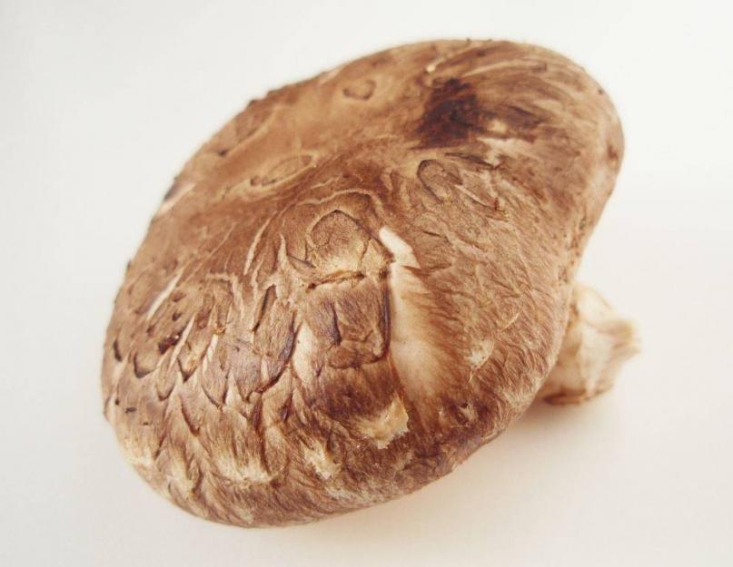 Полезные свойства грибов шиитаке на страже здоровья. Сушеные грибы шиитаке отзывы. Применение в кулинарии
