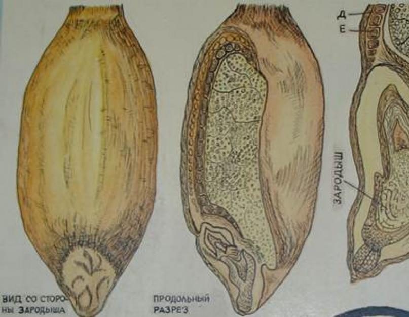 Recommandations d'utilisation du papier peint et de la farine de grains entiers.  Pain complet aux grains entiers