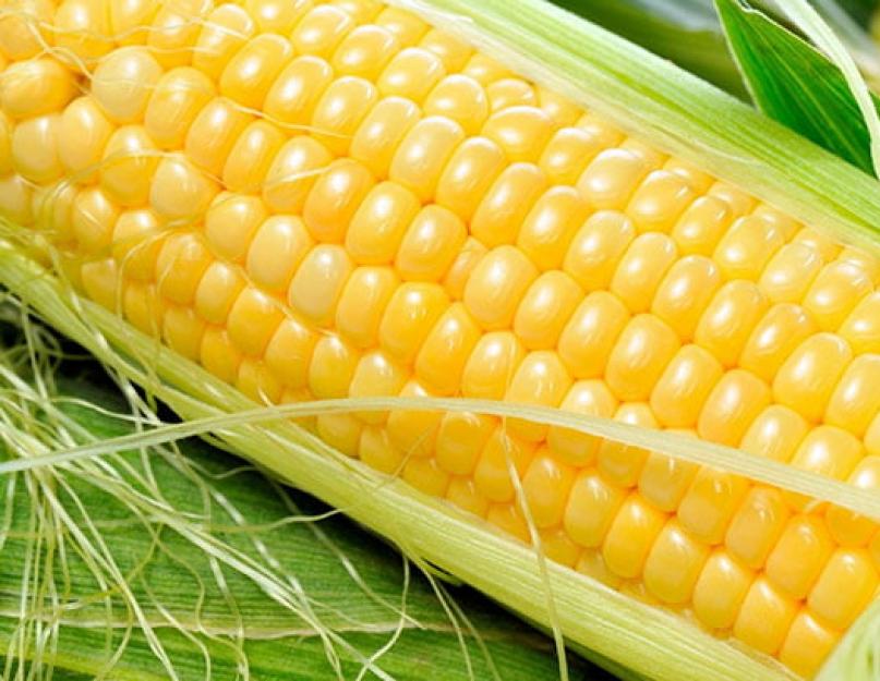 Применение кукурузного масла. Полезные свойства кукурузного масла и его возможный вред