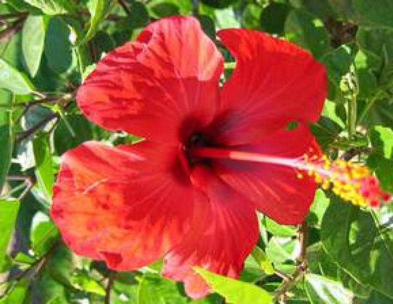 Soins à la rose hibiscus.  Prendre soin de la rose soudanaise faite maison.  Dommages au thé d'hibiscus