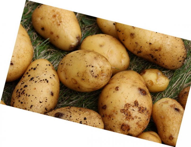 Откуда пошел картофель. История картофеля на руси