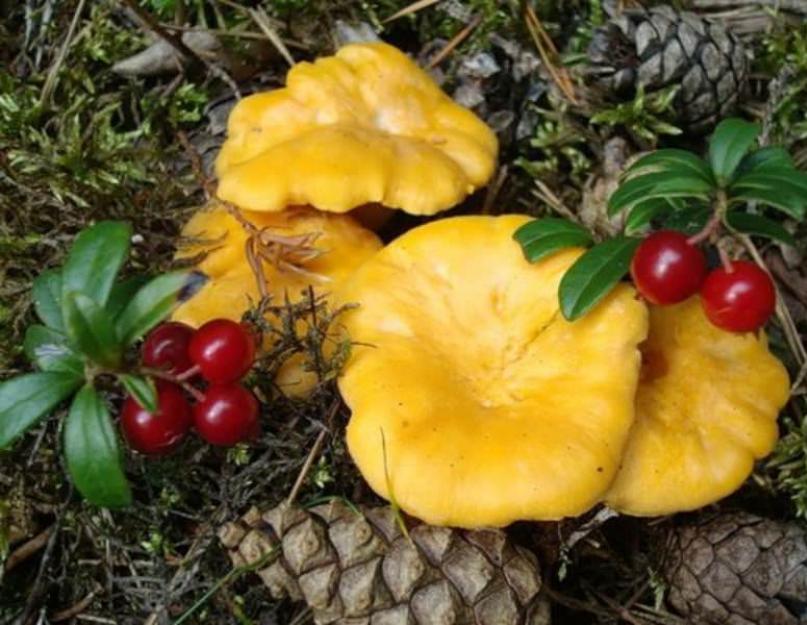 Combien de temps peut-on conserver les girolles bouillies ?  Pousse en grands groupes et seul.  Peut être trouvé dans l'herbe et le bois pourri.  Il est difficile de s'empoisonner avec un champignon, mais les personnes ayant une digestion faible risquent de souffrir de troubles intestinaux.  Les girolles sont classées comme champignons comestibles sous certaines conditions.