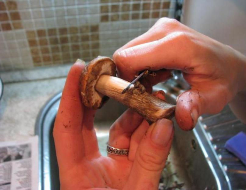 Как правильно солить грибы горячим способом. Холодная засолка грибов на зиму — домашний рецепты как солить грибы холодным способом