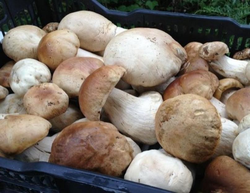 Долго ли варить белые грибы. Как жарить белые грибы? Пошаговая инструкция варки белых грибов