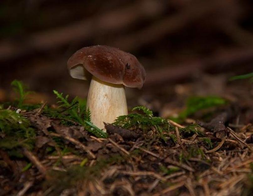 Грибная икра из вареных грибов на зиму: рецепт с фото самый вкусный. Как приготовить грибную икру в домашних условиях