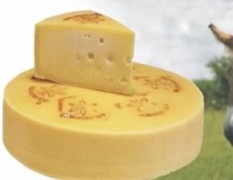 Червивый сыр. Полезные свойства сыра Касу Марцу. Ты то, что ты ешь