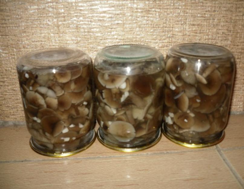 Champignons au miel cultivés comment cuisiner.  Que cuisiner à partir de champignons au miel pour l'hiver et pour le dîner - recettes aux champignons frais étape par étape avec photos et vidéos.  Une recette simple de champignons marinés au miel et au beurre