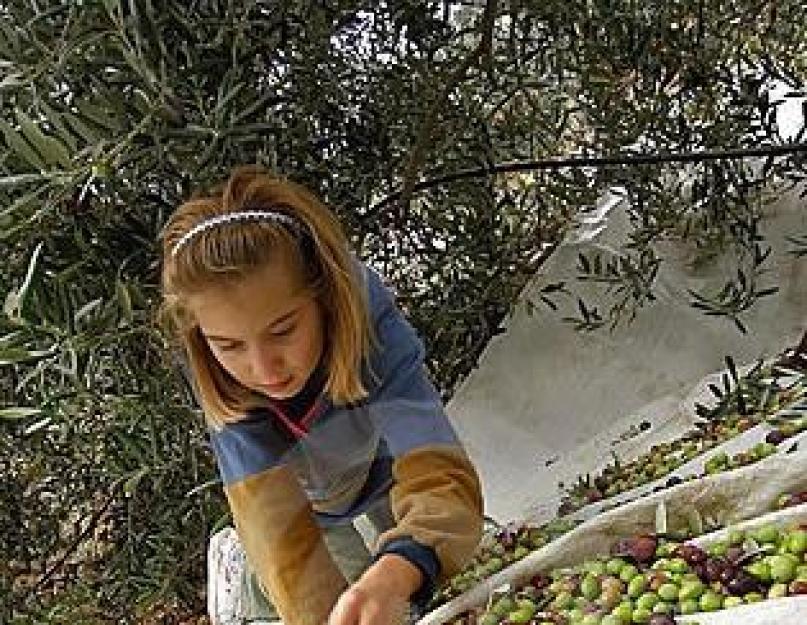 Чем отличаются маслины от оливы. Оливки и маслины – что полезнее? Как выращивают оливки