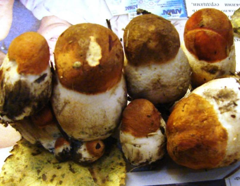 Как закрыть грибы подосиновики на зиму. Способы заготовки грибов подосиновиков на зиму. Подосиновики маринованные - рецепт на зиму
