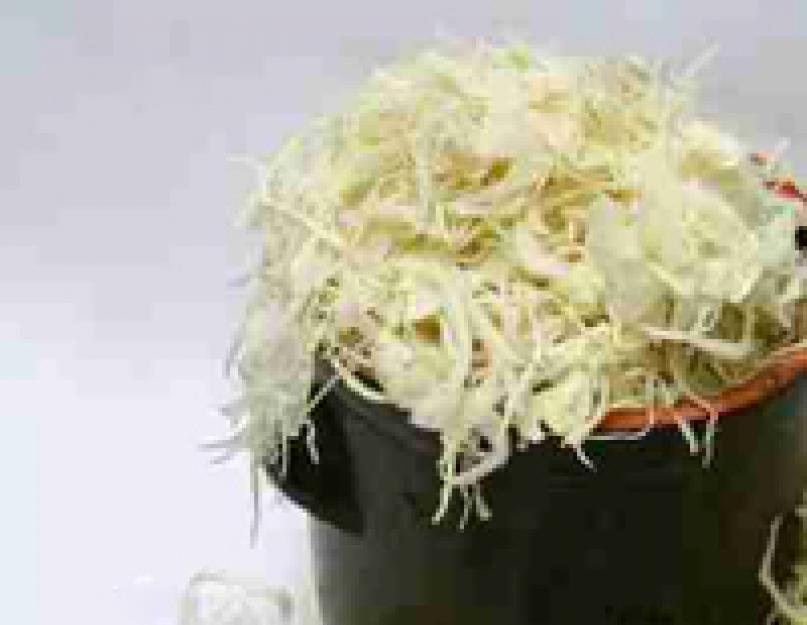 Квашеная капуста с петрушкой рецепт. Квашение капусты. Салат из квашеной капусты с грибами