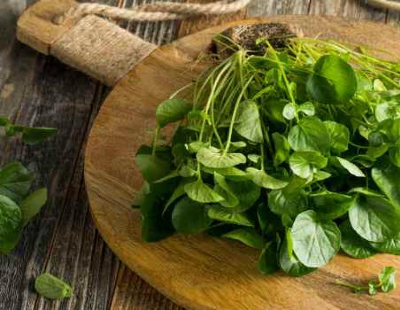 Кресс-салат: вред и польза, пищевая ценность, калорийность. Крест салат полезные свойства и противопоказания