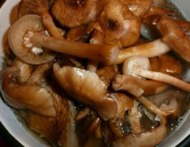 Соление грибов по. Как правильно засолить разные виды грибов