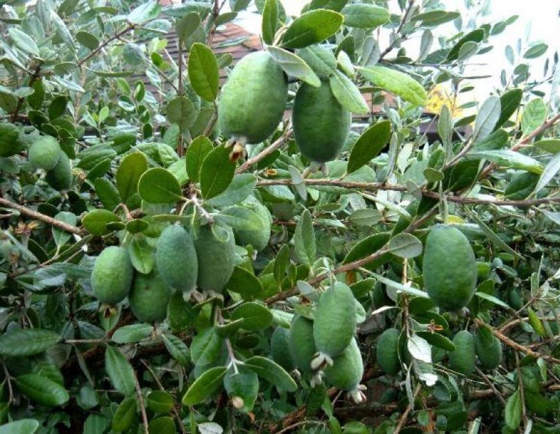 Зеленый фрукт хуа. Фейхоа: полезные свойства, фото, как есть, рецепты приготовления, где растет ягода. Полезные свойства и противопоказания фейхоа