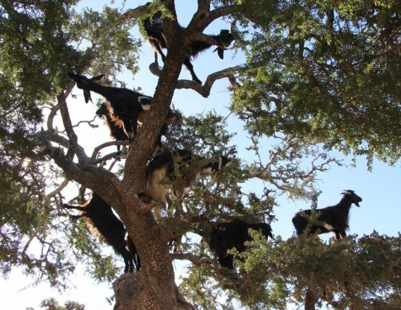 L'arganier épineux est un arbre miracle d'Afrique du Nord.  Cet arganier étonnant