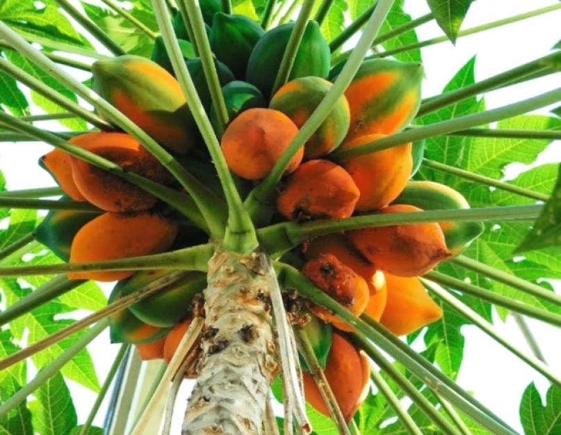 Полезные свойства папайи. Уход за кожей. Папайя – пальма или хлебное дерево