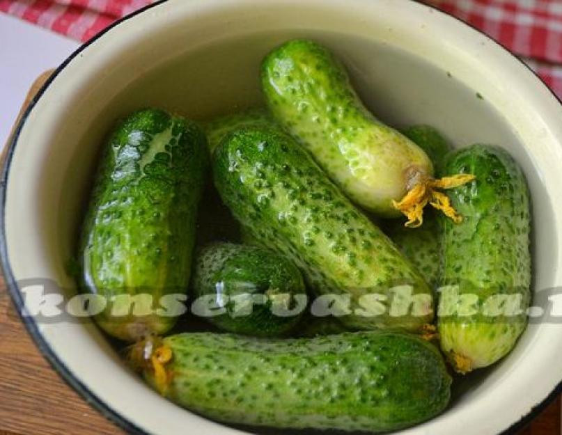 Ground cucumber, gaano karaming cherry plum ang papasok.  Mga paghahanda sa taglamig mula sa mga pipino: 