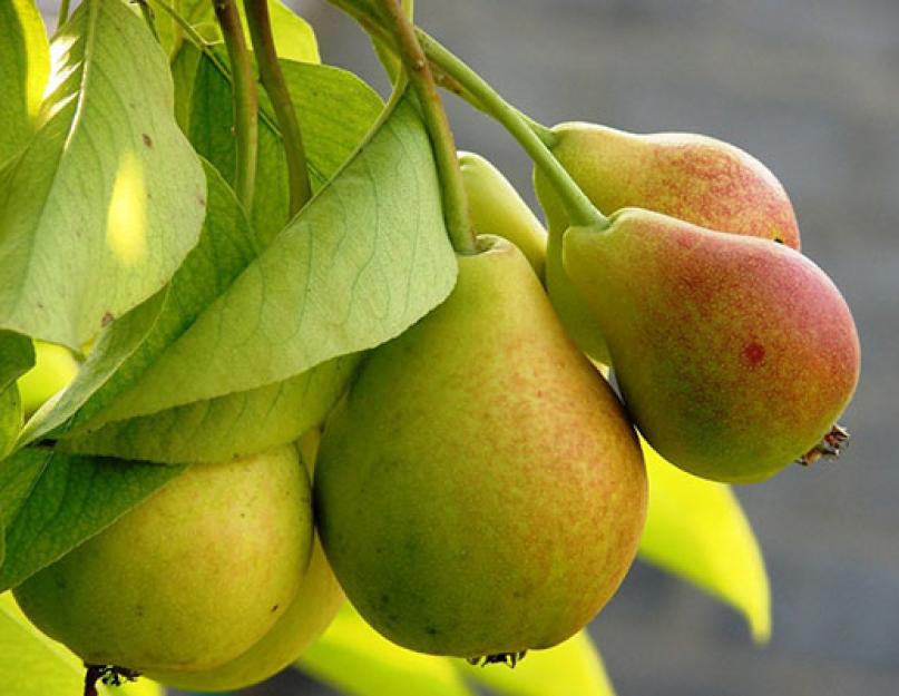 Compote de moitiés de poire.  Compote de poires et pommes pour l'hiver.  Compote de poires en conserve au citron