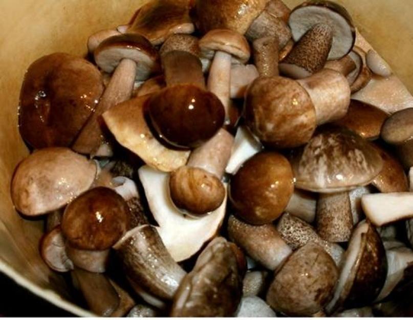 Подосиновики – рецепты приготовления на зиму. Как мариновать грибы подосиновики