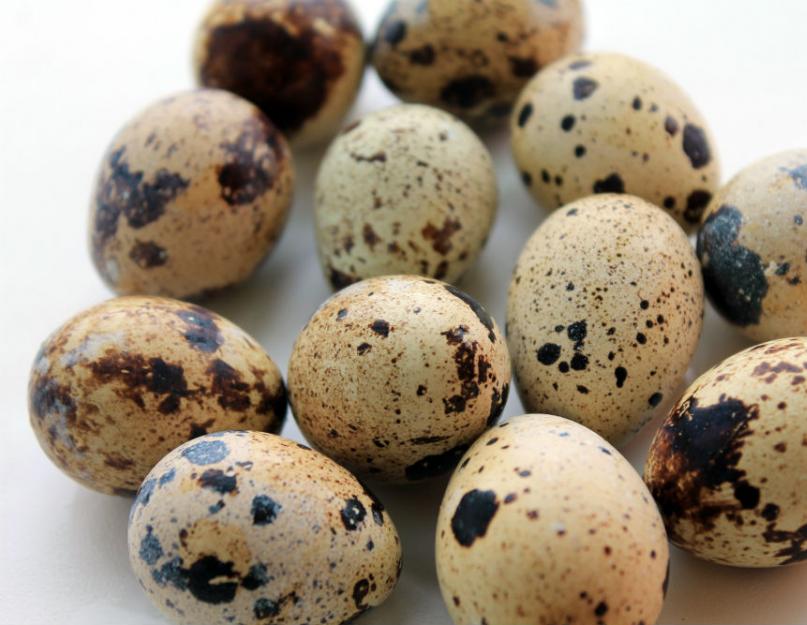 Яйцо птицы — загадка мироздания. Почему яйца яйцеобразной формы