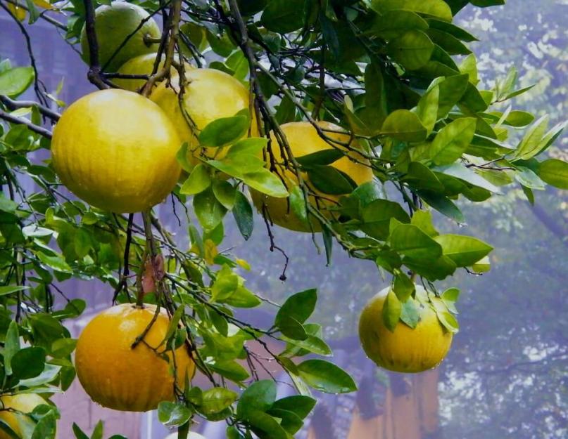 Plante de pomelo.  Replanter du pomelo à la maison.  Cet agrume contient beaucoup de substances utiles