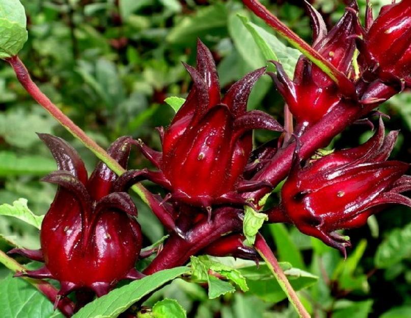 Propriétés bénéfiques du thé d'hibiscus et contre-indications : pour la perte de poids, pendant la grossesse, pour la tension artérielle.  Propriétés bénéfiques de l'hibiscus, contre-indications, recettes