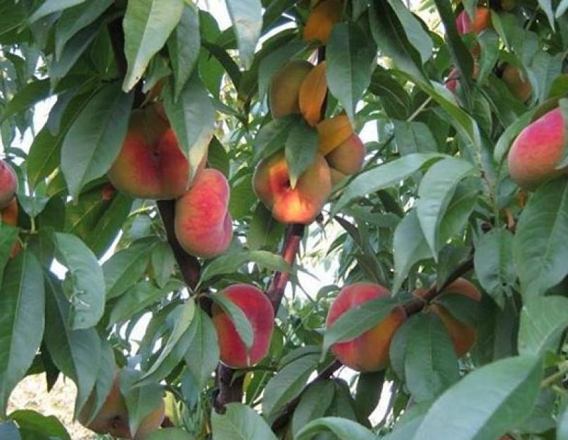 Плоские персики где растут. Почему стоит выращивать плоский инжирный персик. Кому можно и нужно их употреблять