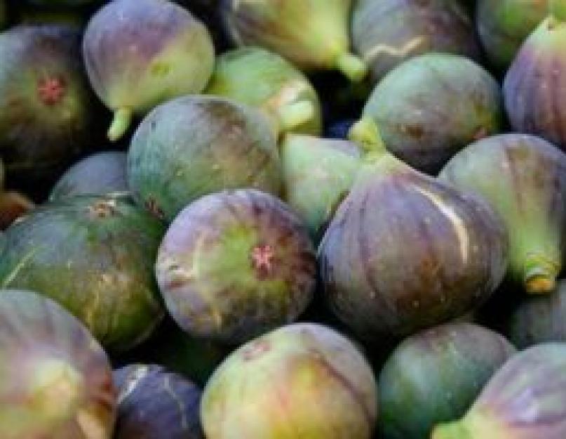 Figues : composition, valeur nutritionnelle, contre-indications.  Propriétés médicinales des fruits et des feuilles.  De quoi sont faites les figues ?