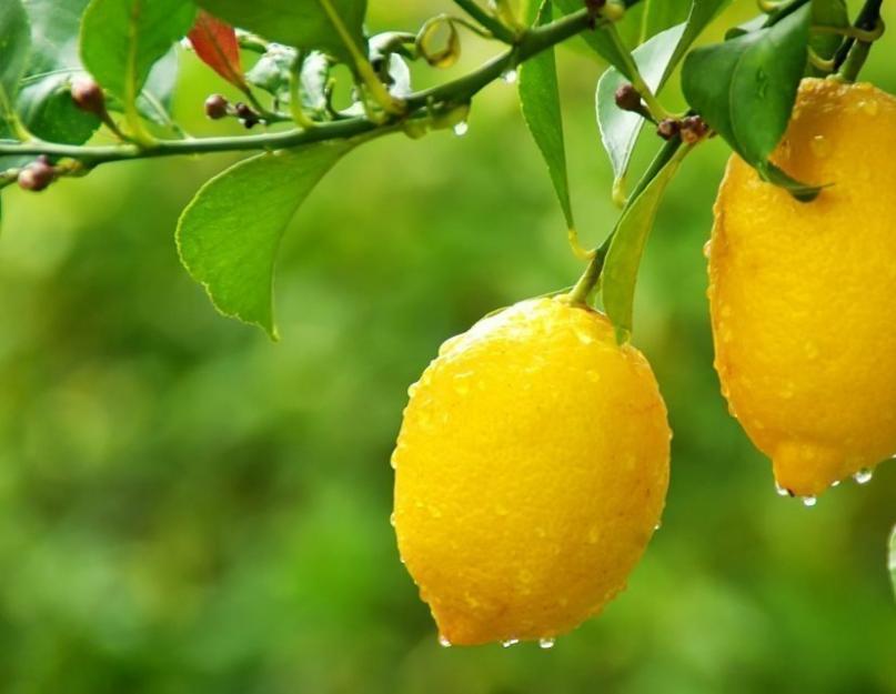 Чем отличается лимон. Лайм и лимон: что полезнее и чем отличаются? Чем отличается лимон от лайма