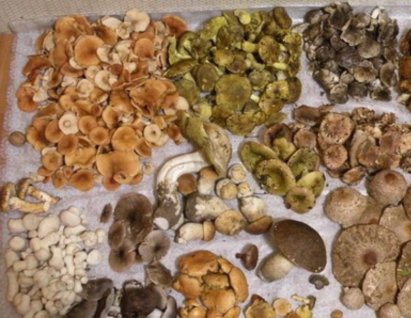 Составьте схему обработки свежих грибов. Как правильно чистить белые грибы: советы и рекомендации, нюансы обработки