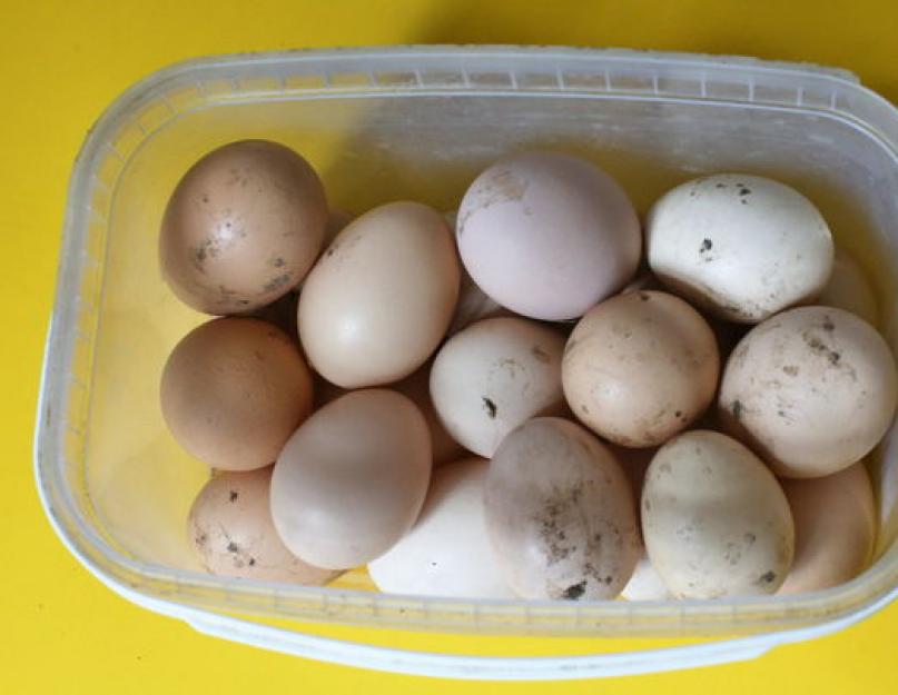Испортились яйца. Как проверить яйца на свежесть. Теперь внимательно присматриваемся