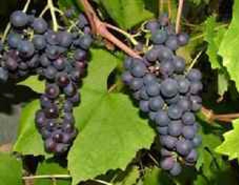 Что содержится в винограде киш миш. В чем польза винограда Кишмиш для организма человека и может ли быть вред от его употребления