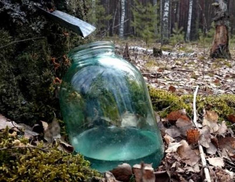 Propriétés de la sève de bouleau : non seulement le goût, mais aussi les bienfaits.  Jus de bouleau.  Insolite, savoureux, sain