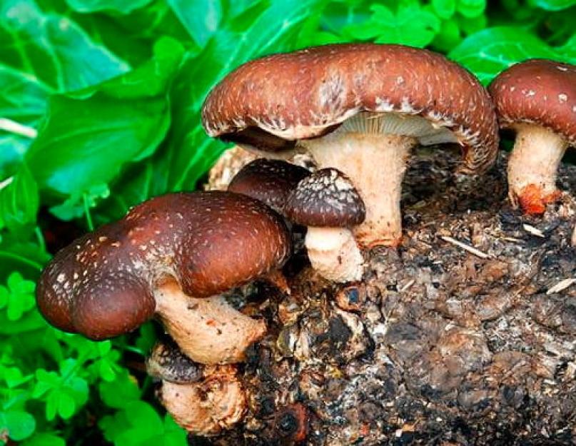 Лечебный гриб шиитаке – секреты эффективного применения для здоровья. Грибы шиитаке: польза и вред