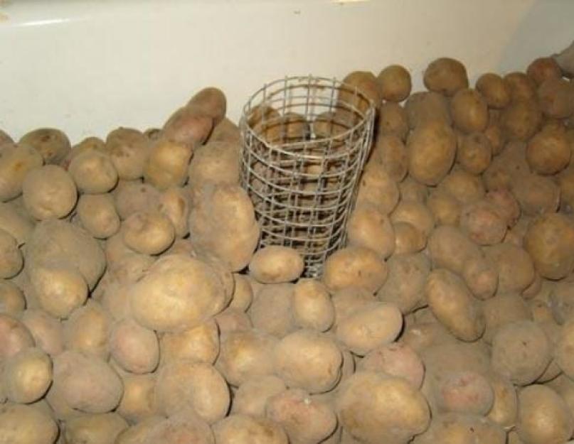 Почему картошка становится сладкой в погребе. Почему после подмораживания клубни картофеля становятся сладковатыми