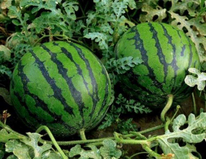 Le miel de pastèque est appelé nardek ; il est ajouté aux desserts et aux boissons.  Nardek au miel et à la pastèque