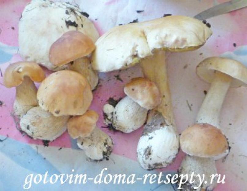 Как пожарить грибы со сметаной. Грибы в сметане - нежный вкус и лесной аромат
