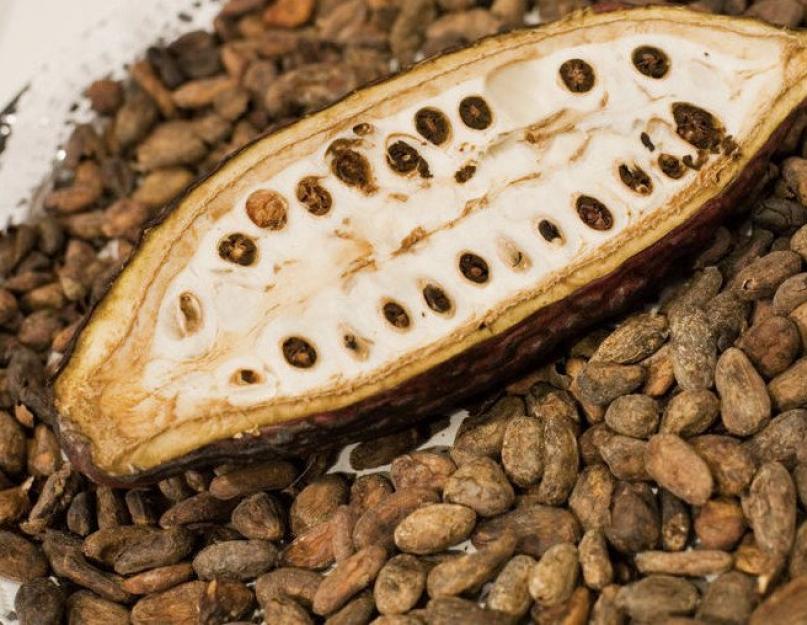 Какао порошок — польза и вред для здоровья. В чем состоит польза и вред какао порошка для организма