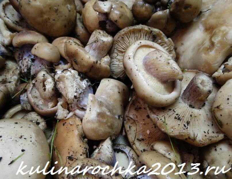 Сохраняем все полезные качества гриба: как правильно замариновать рядовки. Простой рецепт, как приготовить грибы рядовки на зиму в домашних условиях