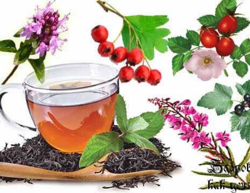 Из каких листьев можно приготовить чай. Травяные чаи — польза, рецепты