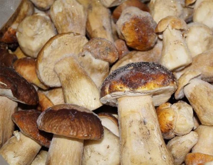 Заморозка грибов на зиму сырыми. Как правильно заморозить грибы на зиму – заморозка грибов в домашних условиях