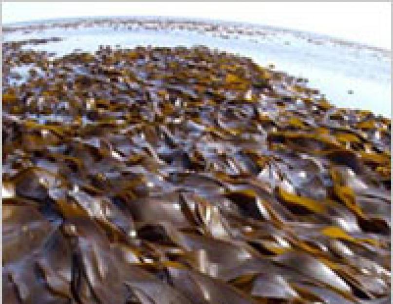 Чем полезны морские водоросли? Водоросли в кулинарии