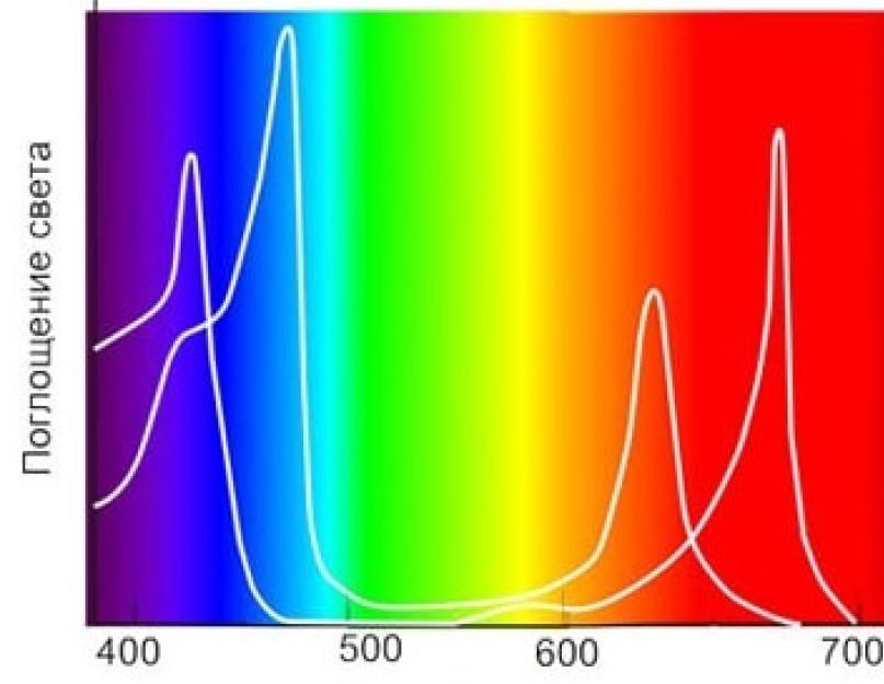 Фф спектр читать. Спектр поглощения хлорофилла. Спектр поглощения пигмента хлорофилла. Поглощение хлорофилла Солнечный спектр. Спектр поглощения света растениями.