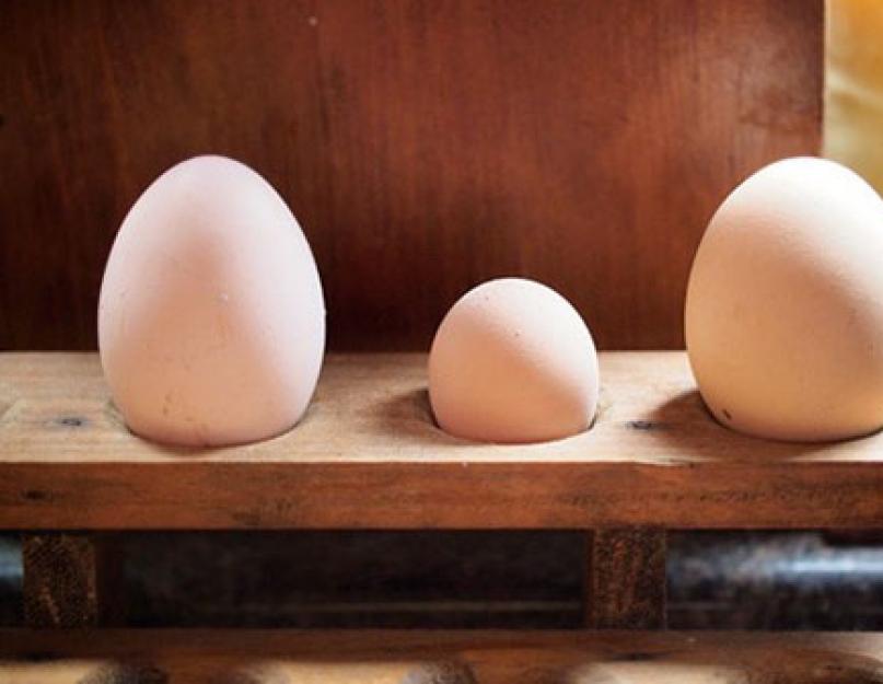 Яйцо птицы — загадка мироздания. Какие бывают виды яиц и в чем их особенности