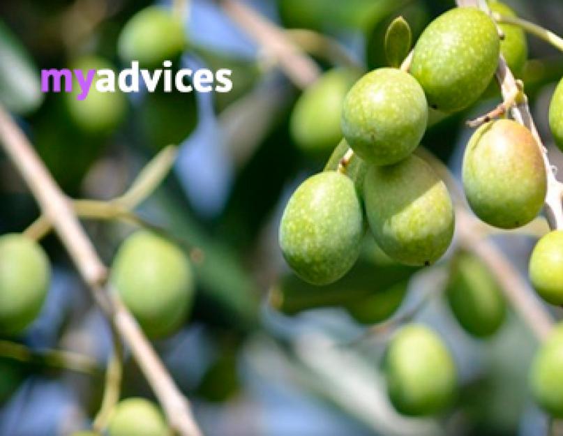 Оливковое масло целебные свойства и применения. Как правильно выбрать качественное оливковое масло? Как правильно выбирать и хранить оливковое масло