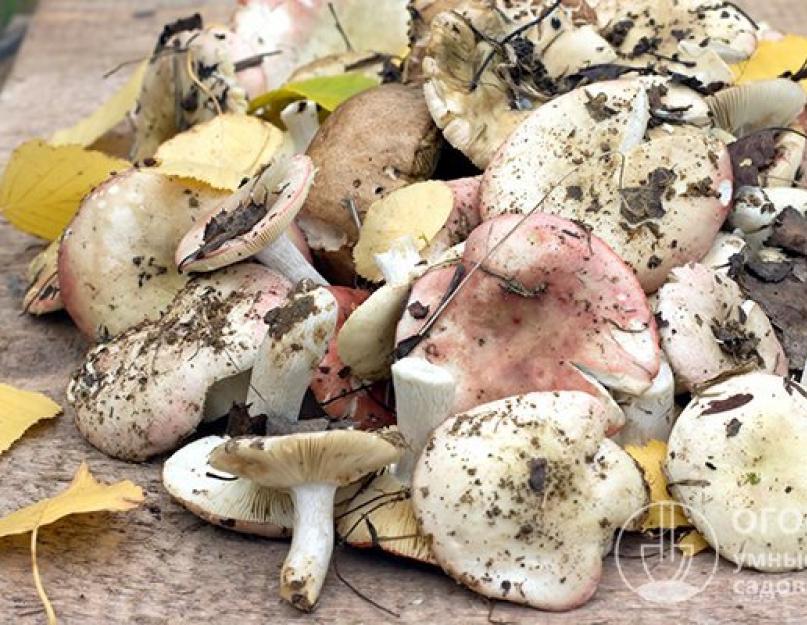 Солить грибы горячим способом рецепт. Как засолить грибы на зиму: горячий и холодный способ. Универсальный рецепт засолки грибов