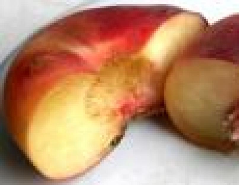 Как называется гибрид персика и инжира. Инжирный персик (нектарин): выбор саженцев, правила выращивания и обзор крупномера Сатурн. Происхождение инжирного персика
