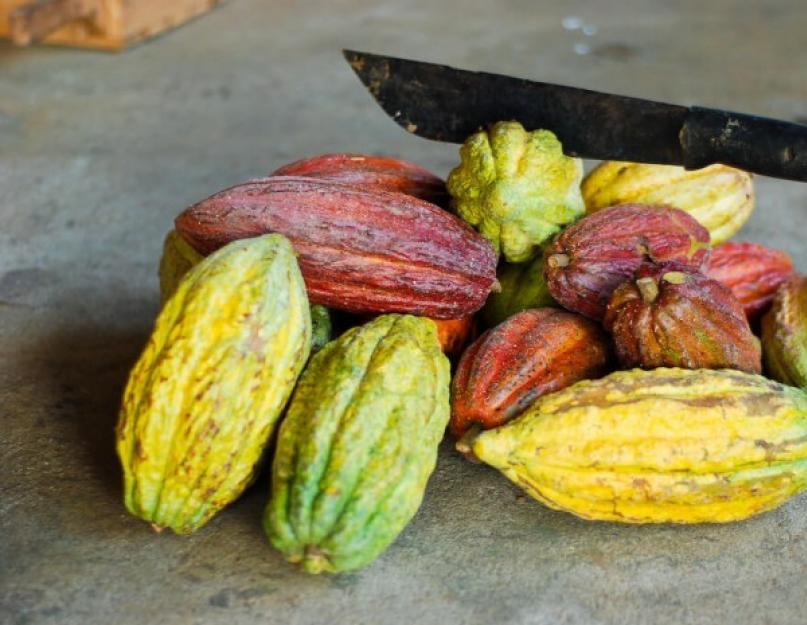 Какао-бобы. Всё о полезных свойствах какао-бобов